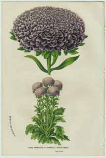 1858年 Van Houtte ヨーロッパの温室と庭園の植物誌 キク科 エゾギク属 Reine marguerite imperiale gigantesque