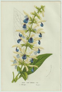 1858年 Van Houtte ヨーロッパの温室と庭園の植物誌 シソ科 アキギリ属 Salvia albo-coerulea Lind サルビア