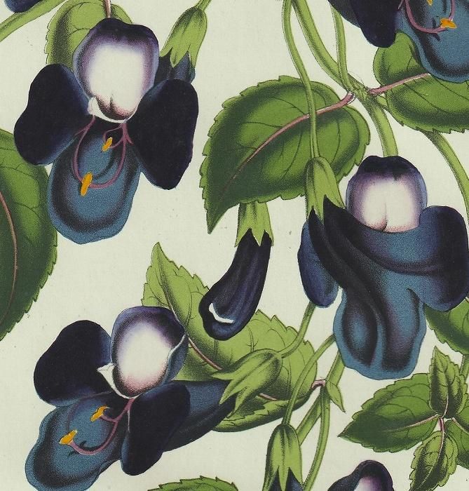 1858年 Van Houtte ヨーロッパの温室と庭園の植物誌 アゼナ科