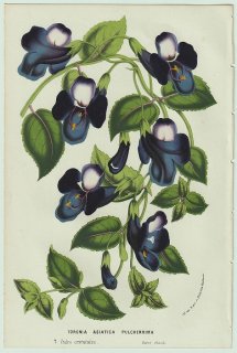 1858年 Van Houtte ヨーロッパの温室と庭園の植物誌 アゼナ科 ツルウリクサ属 Torenia asiatica pulcherrima