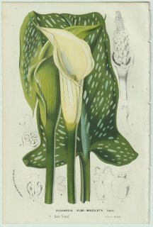 1858年 Van Houtte ヨーロッパの温室と庭園の植物誌 サトイモ科 オランダカイウ属 シラボシカイウ Richardia albo-maculata Hook