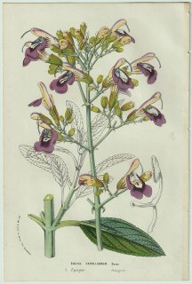 1858年 Van Houtte ヨーロッパの温室と庭園の植物誌 シソ科 アキギリ属 Salvia candelabrum Boiss サルビア