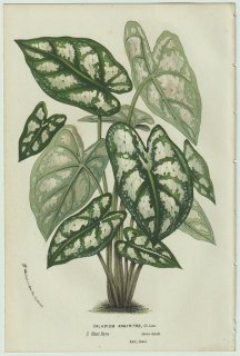 1858ǯ Van Houtte 衼åѤβοʪ ȥ 饸° Caladium argyrites