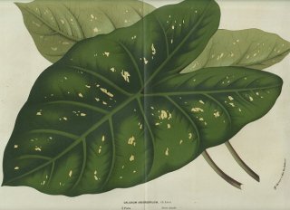 1858年 Van Houtte ヨーロッパの温室と庭園の植物誌 大判 サトイモ科 カラジウム属 Caladium argyrospilum