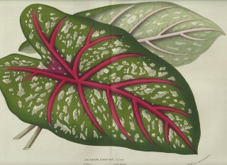 1858年 Van Houtte ヨーロッパの温室と庭園の植物誌 大判 サトイモ科 カラジウム属 Caladium chantinii