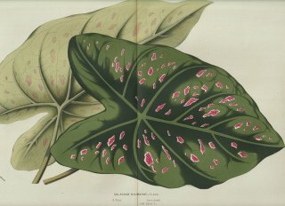 1858年 Van Houtte ヨーロッパの温室と庭園の植物誌 大判 サトイモ科 カラジウム属 Caladium neumannii