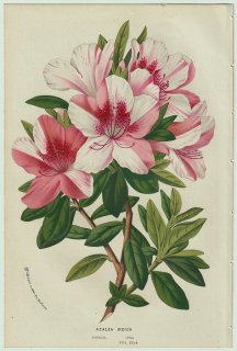1858年 Van Houtte ヨーロッパの温室と庭園の植物誌 ツツジ科 ツツジ属 Azalea indica aurelia