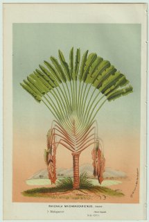 1858ǯ Van Houtte 衼åѤβοʪ 饯祦 ӥӥȥΥ° ӥӥȥΥ Ravenala madagascariensis