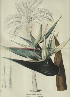 1858年 Van Houtte ヨーロッパの温室と庭園の植物誌 大判 ゴクラクチョウカ科 ゴクラクチョウカ属 オーガスタ Strelitzia nicolai