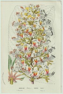 1858年 Van Houtte ヨーロッパの温室と庭園の植物誌 ムクロジ科 トチノキ属 インドトチノキ Aesculus indica