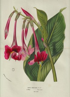 1858ǯ Van Houtte 衼åѤβοʪ Ƚ ʲ ° Canna iridiflora