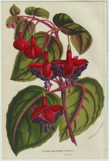 1858ǯ Van Houtte 衼åѤβοʪ Хʲ ե° Fuchsia solferino