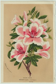 1858年 Van Houtte ヨーロッパの温室と庭園の植物誌 ツツジ科 ツツジ属 Azalea indica president claeys