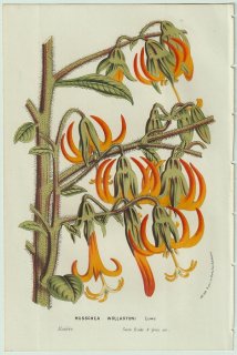 1858年 Van Houtte ヨーロッパの温室と庭園の植物誌 キキョウ科 ムスキア属 Musschia wollastoni Lowe