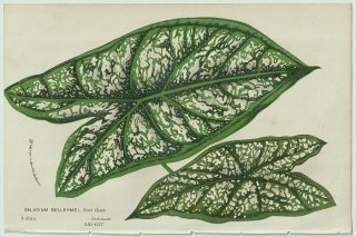 1858年 Van Houtte ヨーロッパの温室と庭園の植物誌 サトイモ科 カラジウム属 Caladium belleymei
