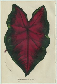 1858年 Van Houtte ヨーロッパの温室と庭園の植物誌 サトイモ科 カラジウム属 Caladium baraquinii