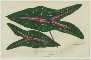 1858年 Van Houtte ヨーロッパの温室と庭園の植物誌 サトイモ科 カラジウム属 Caladium picturatum troubetzkoyi