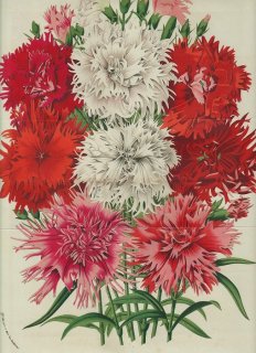 1858ǯ Van Houtte 衼åѤβοʪ Ƚ ʥǥ ʥǥ°  Dianthus sinensis laciniatus