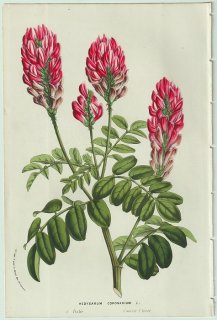 1858年 Van Houtte ヨーロッパの温室と庭園の植物誌 マメ科 スッラ属 Hedysarum coronarium