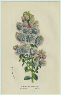 1858年 Van Houtte ヨーロッパの温室と庭園の植物誌 クロウメモドキ科 ケアノツス属 Ceanothus veitchianus