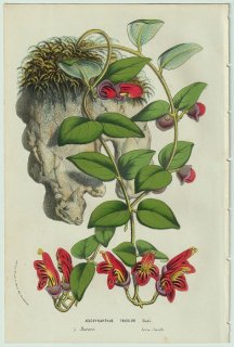 1858年 Van Houtte ヨーロッパの温室と庭園の植物誌 イワタバコ科 エスキナンツス属 Aeschynanthus tricolor