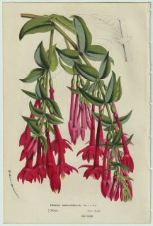 1858年 Van Houtte ヨーロッパの温室と庭園の植物誌 アカバナ科 フクシア属 Fuchsia simplicicaulis