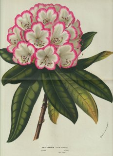 1858年 Van Houtte ヨーロッパの温室と庭園の植物誌 大判 ツツジ科 ツツジ属 Rhododendron neige & cerise シャクナゲ