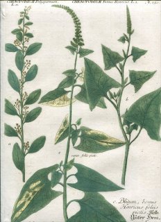 1737ǯ Weinmann  N.250 ҥ ѥɥ° ֥ĥ° Chenopodium