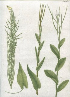 1737年 Weinmann 花譜 N.267 アブラナ科 プセウドツリチス属 ハタザオ属 Brassica
