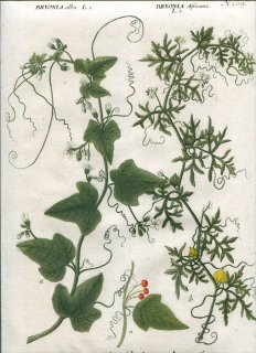 1737年 Weinmann 花譜 N.269 ウリ科 ブリオニア属 ケドロスチス属 Bryonia