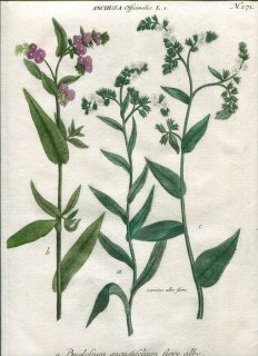1737年 Weinmann 花譜 N.271 ムラサキ科 ウシノシタグサ属 アルカネット Anchusa officinalis