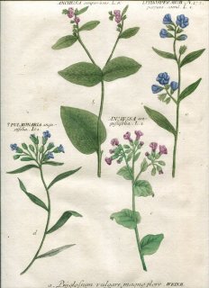 1737年 Weinmann 花譜 N.272 ムラサキ科 ペンタグロティス属 ムラサキ属 プルモナリア属など4種 Anchusa Lithospermum Pulmonaria