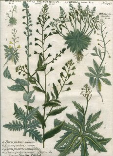 1737年 Weinmann 花譜 N.274 アブラナ科 イヌナズナ属 ナズナ属 テエスダリア属 Draba Thlaspi Iberis