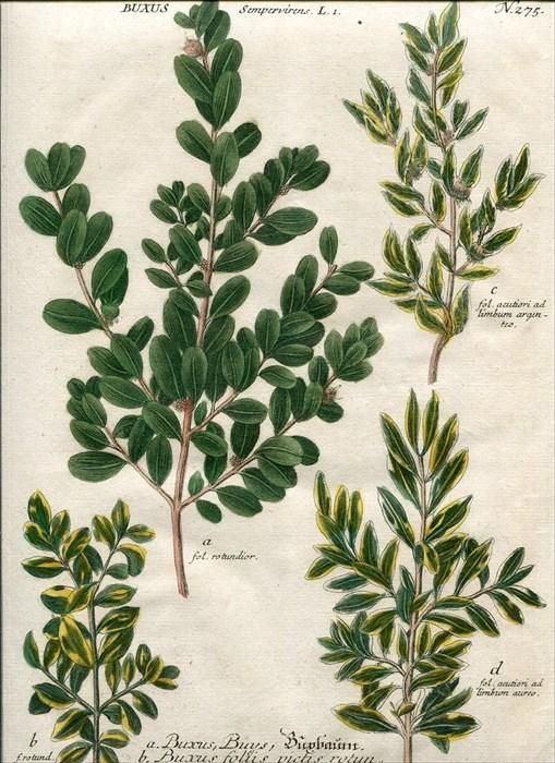 1737年 Weinmann 花譜 N.275 ツゲ科 ツゲ属 セイヨウツゲ Buxus