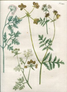 1739年 Weinmann 花譜 N.344 セリ科 ヤブジラミ属など3種 Caucalis