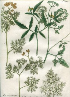 1739年 Weinmann 花譜 N.345 セリ科 ヤブジラミ属 シャク属 Caucalis シャク