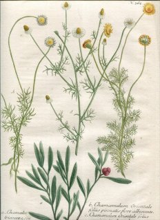 1739年 Weinmann 花譜 N.362 ミカン科 クネオルム属 キク科 ローマカミツレ属 シカギク属 カモミール Chamaemelum