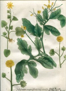 1739年 Weinmann 花譜 N.366 ケシ科 クサノオウ キンポウゲ科 キクザキリュウキンカ Chelidonium