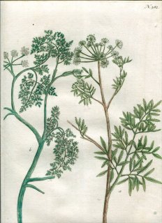 1739年 Weinmann 花譜 N.382 セリ科 ドクゼリ属 セリ属 Cicuta ドクゼリ