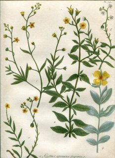 1739年 Weinmann 花譜 N.390 ハンニチバナ科 ハンニチバナ属 ゴジアオイ属 Cistus 5種 ロックローズ