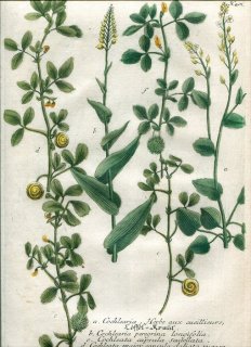1739年 Weinmann 花譜 N.401 アブラナ科 トモシリソウ属 2種 Cochlearia マメ科 ウマゴヤシ属 3種 Cochleata