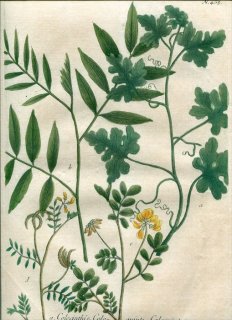 1739年 Weinmann 花譜 N.405 ウリ科 コロシントウリ Colocinthis マメ科 ボウコウマメ属など3種 Colutea