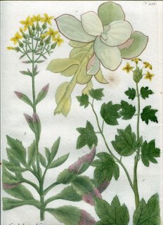 1739年 Weinmann 花譜 N.434 ベンケイソウ科 コチレドン属 3種 Cotyledon 多肉植物