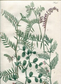 1739年 Weinmann 花譜 N.436 マメ科 ソラマメ属 4種 Cracca クサフジ スズメノエンドウ