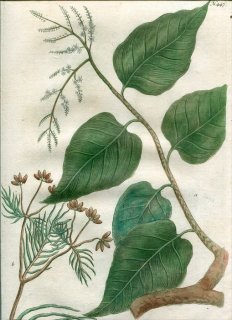 1739年 Weinmann 花譜 N.447 クスノキ科 ニッケイ属 Culilawan セリ科 クミン Cuminum