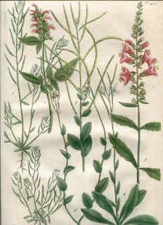 1739年 Weinmann 花譜 N.470 アブラナ科 イヌナズナ属 5種 Draba オオバコ科 ジギタリス属 2種 Dracocephalon