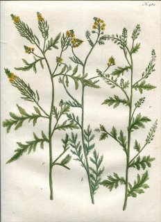1739年 Weinmann 花譜 N.482 アブラナ科 ルッコラ スカシタゴボウ Eruca 3種