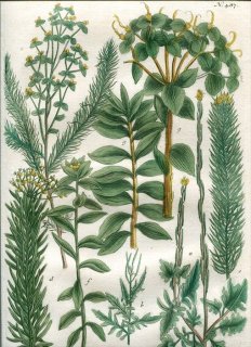 1739年 Weinmann 花譜 N.487 アブラナ科 エゾスズシロ属 Erysimum 2種 トウダイグサ科 トウダイグサ属 Esula 5種