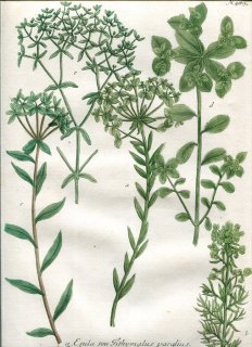 1739年 Weinmann 花譜 N.489 トウダイグサ科 トウダイグサ属 Esula 5種