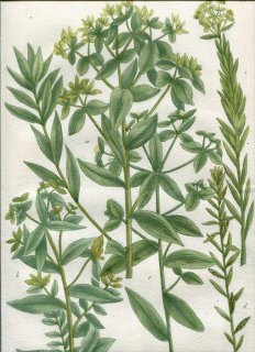 1739年 Weinmann 花譜 N.491 トウダイグサ科 トウダイグサ属 Esula 5種